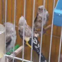 جوجه سهره و سهره بالغ|پرنده|اصفهان, ملک‌شهر|دیوار