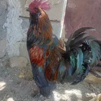 خروس