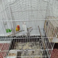 دو جفت طوطی برزیلی مولد|پرنده|شوش, |دیوار