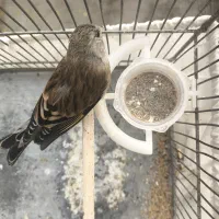 سهره قناری|پرنده|تهران, حکیمیه|دیوار