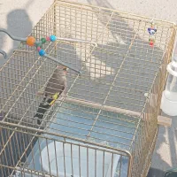 سهره بخون جوجه قفس قواره دار