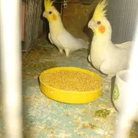 یک جفت عروس هلندی سالم سرحال