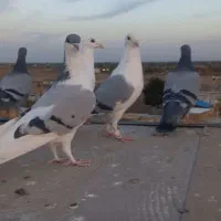 پرندهزدخوردی