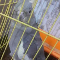 دو جفت عروس هلندی|پرنده|خرمشهر, |دیوار