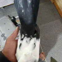 کبوتر|پرنده|بروجرد, |دیوار