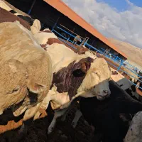 گوساله سیمنتال چاق