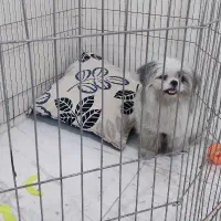 فروش سگ به علت مهاجرت|سگ|تهران, سلسبیل جنوبی|دیوار