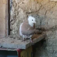 کبوتر طوقی|پرنده|باغ بهادران, |دیوار