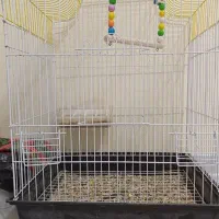 قفس پرندگان