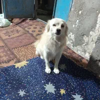 سگ پامراین|سگ|بندرعباس, |دیوار