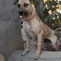 ماده شکاری|سگ|خرمآباد, |دیوار