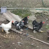 خروس کوشین