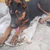 دو توله سگ دوبرمن اصل|سگ|مشهد, میان ولایت|دیوار