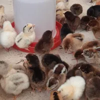 جوجه مرغ و خروس محلی رسمی گلپایگان.کاکلی گردن لخت