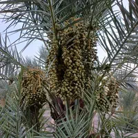 فروش ۲۰ هکتار نخلستان سند ثبتی بین شوشتر اهواز|فروش دفتر صنعتی، کشاورزی، تجاری|اهواز, ملاشیه|دیوار