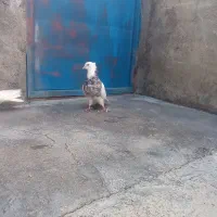 کبوتر|پرنده|سرپل ذهاب, |دیوار