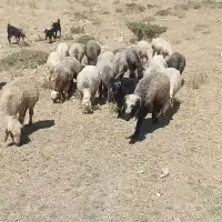 میش