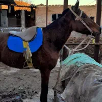 فروش مادیان|اسب و تجهیزات اسب‌سواری|بجنورد, |دیوار