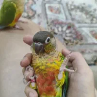 جفت گرینچیک|پرنده|فریدونشهر, |دیوار