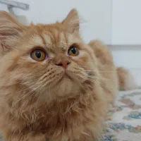 گربه پرشین نر