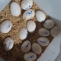 تخم مرغ لاری