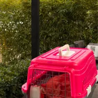 ۲تا باکس گربه نو نوعه زیر قیمت