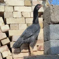 مرغ لاری|حیوانات مزرعه|تربت جام, جامرود|دیوار