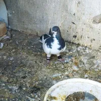 یک جفت شهری 700ت|پرنده|شیراز, احمدآباد|دیوار