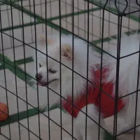 انواع پارک سگ با کیفیت و قیمت استثنایی|لوازم جانبی حیوانات|مشهد, شهید بهشتی|دیوار