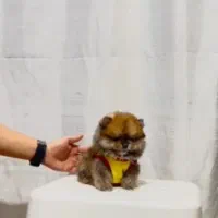 پامر خرسی عروسکی|سگ|رشت, دیانتی|دیوار