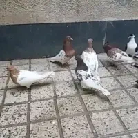 عکس نمایشی هستش کفتر کله زرد