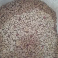 لوبیا چیتی درجه یک