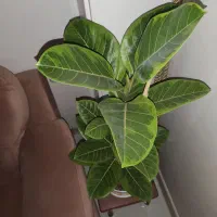 فیکوس اولتیسما و زاموفیلیا سوپر بلک با گلدان