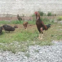 مرغ و خروس لاری