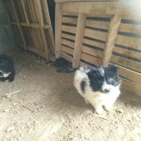 سگ پاکوتاه|سگ|خلیفان, |دیوار