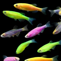 زبرا و گوپی