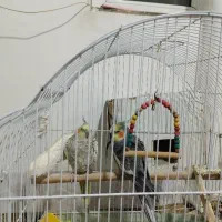 عروس هلندی جفت|پرنده|سلماس, |دیوار