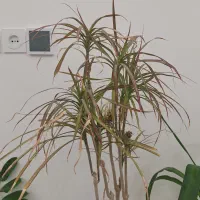 گل دراسنا حنایی، ارتفاع ۱۲۵ سانت|گل و گیاه طبیعی|میبد, |دیوار