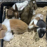 خرگوش معمولی و نژاد لپ کاشمر