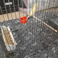 قناری نر و ماده|پرنده|الوند, |دیوار