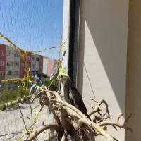 حراج ماده ۳ ماهه دونخور|پرنده|کرج, شهرک البرز ۳|دیوار