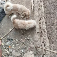 سگ پاکوتاه جهت معاوضه|سگ|بم, |دیوار