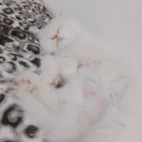 گربه نر و ماده