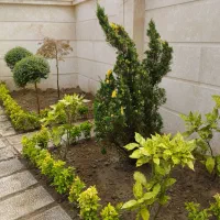 باغبانی،درختکاری و طراحی فضای سبز|خدمات باغبانی و درختکاری|صومعهسرا, |دیوار