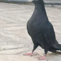 زاغ گوک ماده