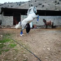 اسب و مادیون درجه یک|اسب و تجهیزات اسبسواری|ایلام, |دیوار