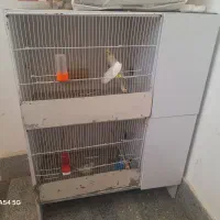 عروس هلندی|پرنده|مشهد, گلبرگ|دیوار