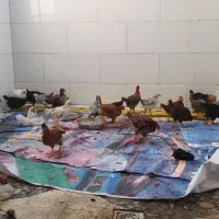 مرغ و خروس سالم و سرحال واکسن زده|حیوانات مزرعه|اهواز, کوی مندلی(سه راه خرمشهر)|دیوار