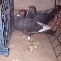 9تا فروشی پرشی|پرنده|جغتای, |دیوار