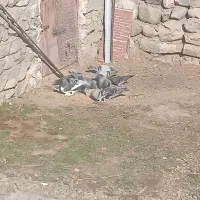 کفتر|پرنده|اهر, |دیوار